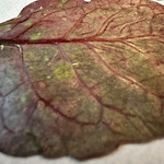 Pressat blad från platsens beta vulgaris Mangold ©Gunnel Pettersson