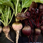  Amarantväxterna  vitbeta och rödbeta ©Gunnel Pettersson