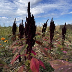 Amarantfamiljen gav insikt om betydelsen av fosfor -  Toppamarant ©Gunnel Pettersson  