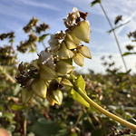 Fagopyrum escalentum - bovete ©Gunnel Pettersson
