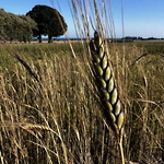 Råg, secale cereale Visulathi, utsäde från Nordgen ©Gunnel Pettersson 