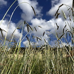 Stråets höjd berättar om rotens djup (emmer) ©Gunnel Pettersson