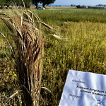 Emmer (tvåkornsvete) ©Gunnel Pettersson