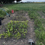 Variation av majs - mjölmajs, blåmajs ©Gunnel Pettersson