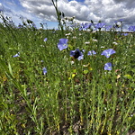 Spånadslin ©Gunnel Pettersson