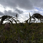 Hirs, panicum miliaceum, Violet Spikes ©Gunnel Pettersson 