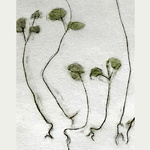  Dokumentation av boveteodling, frottage av växt med pastell ©Gunnel Pettersson